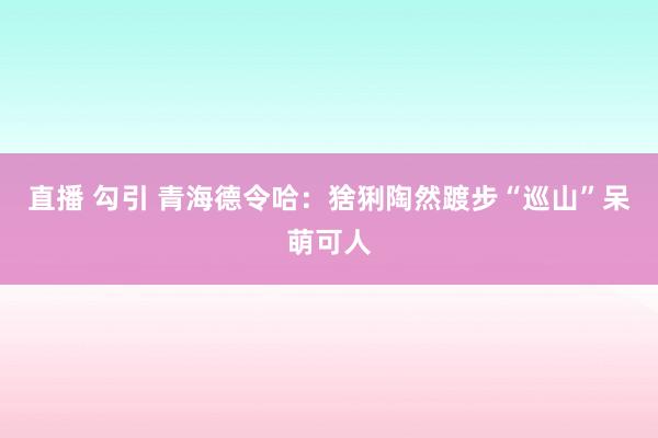 直播 勾引 青海德令哈：猞猁陶然踱步“巡山”呆萌可人